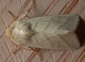 Tobacco Sun Moth